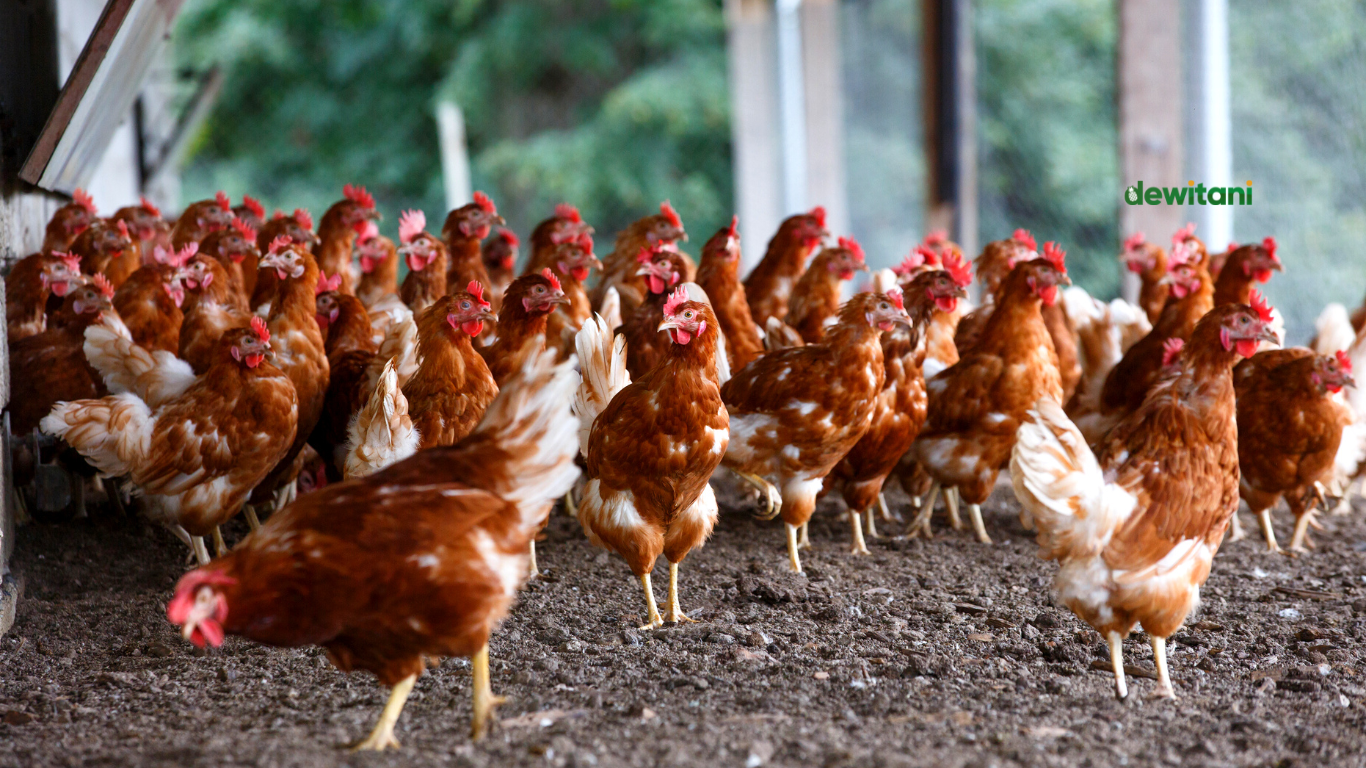 10 jenis ayam buras asli indonesia