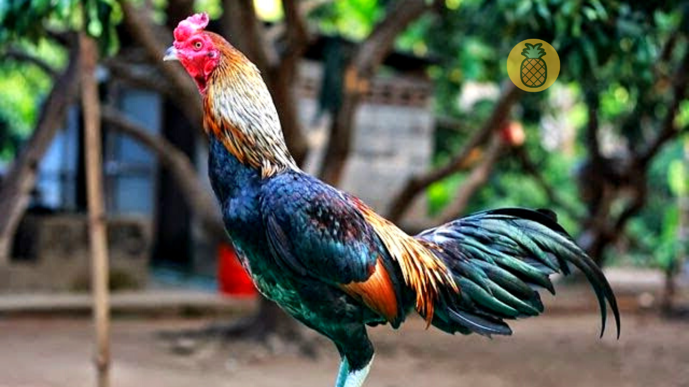 cara membuat jamu ayam bangkok biar galak