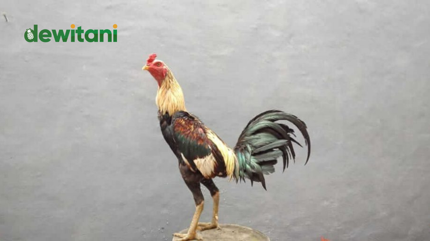 Inilah Keistimewaan Ayam Magonthai