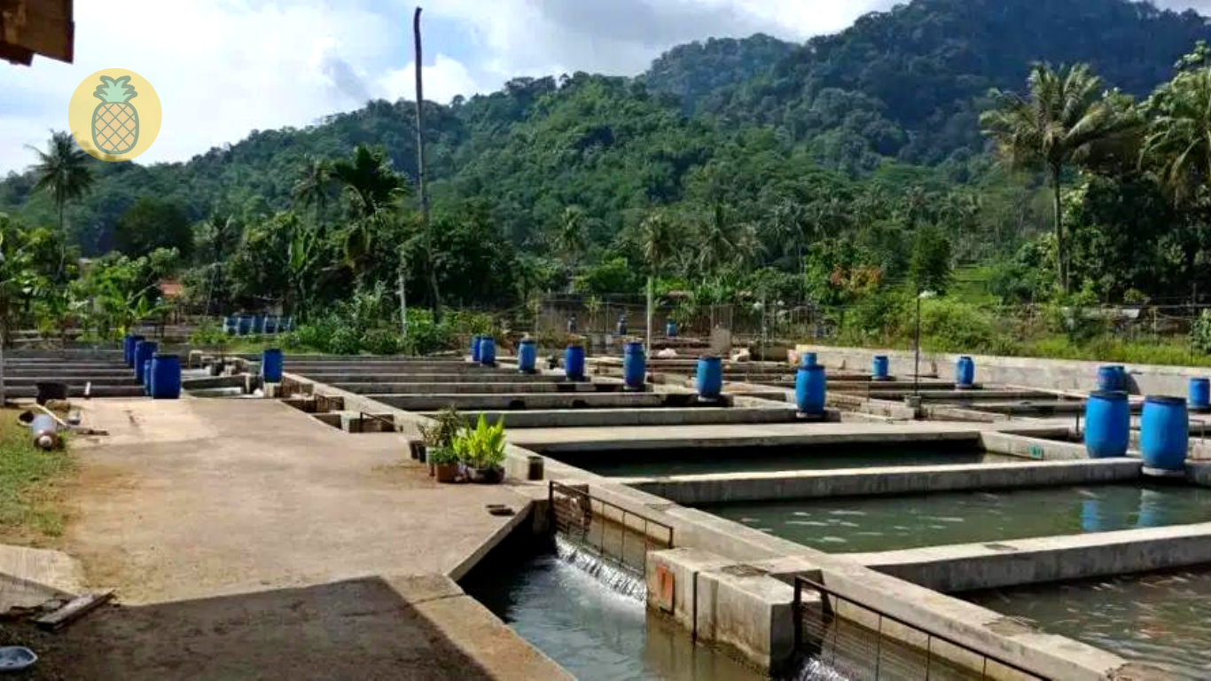 ukuran kolam ikan nila untuk 1000 ekor