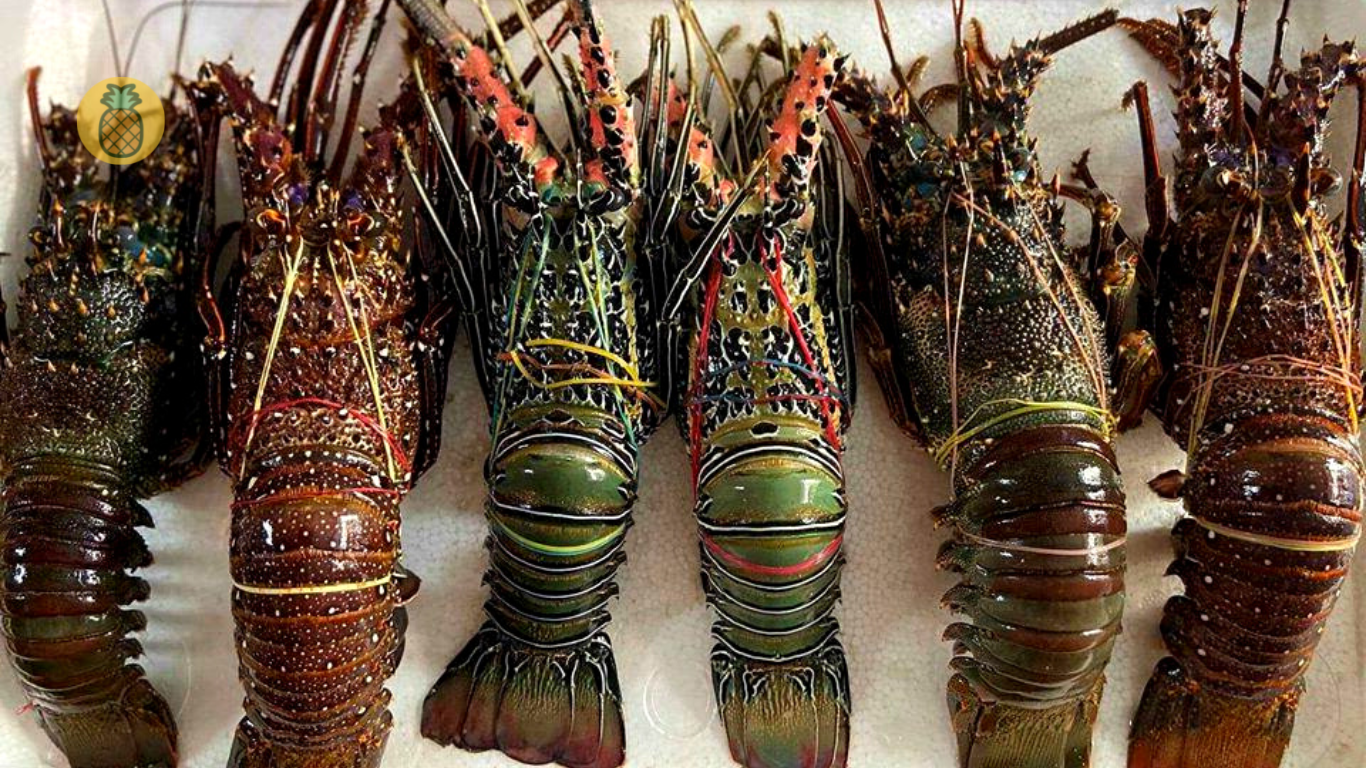 harga lobster air tawar