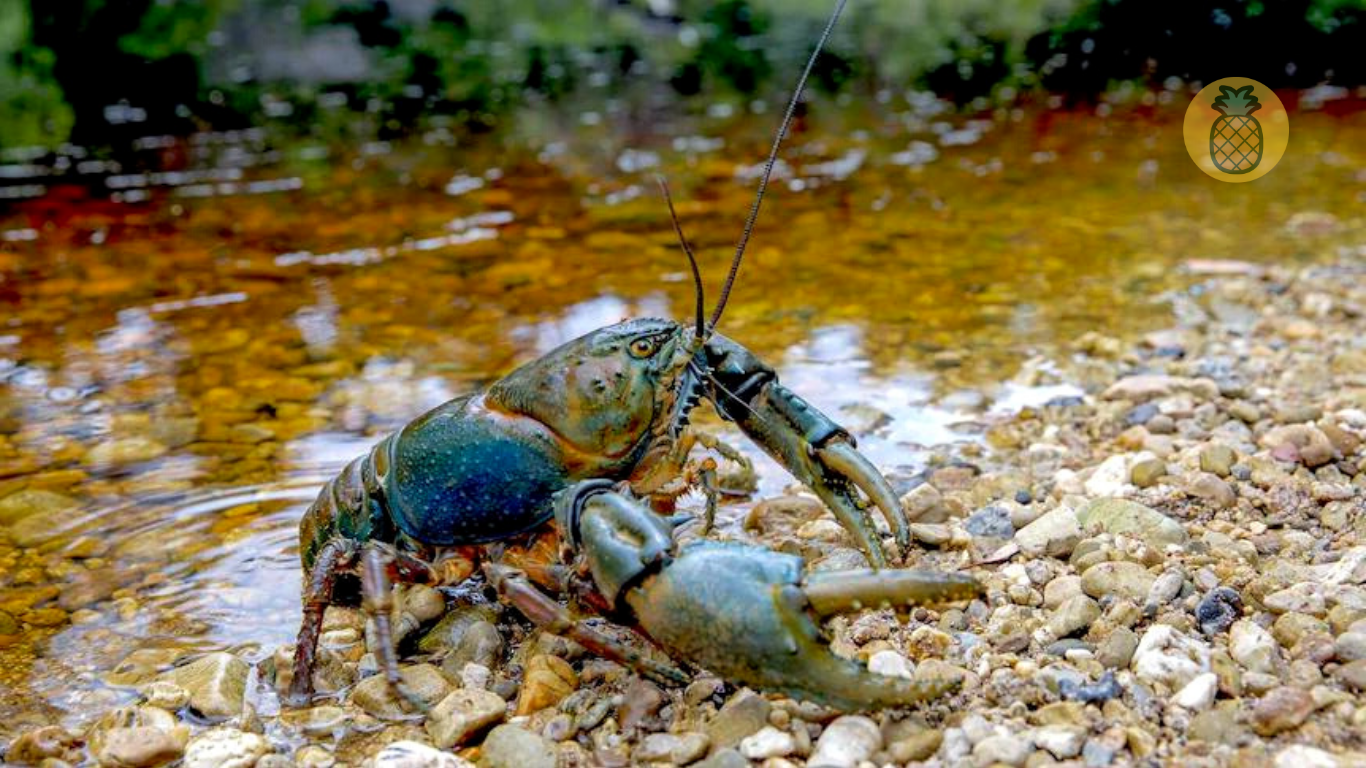 makanan lobster air tawar agar cepat besar