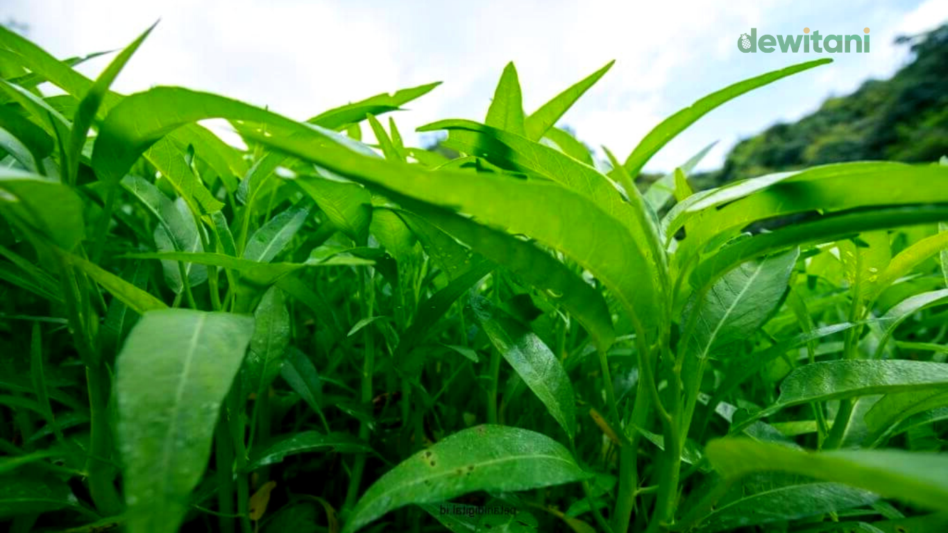 cara menanam kangkung 30 hari panen