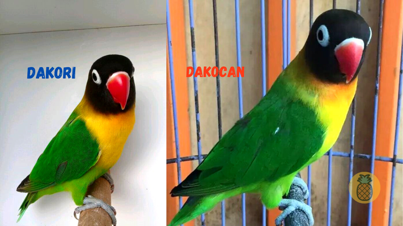 perbedaan lovebird dakori dan dakocan