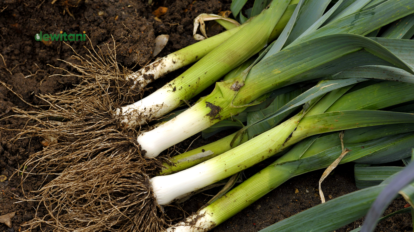 cara menanam daun bawang