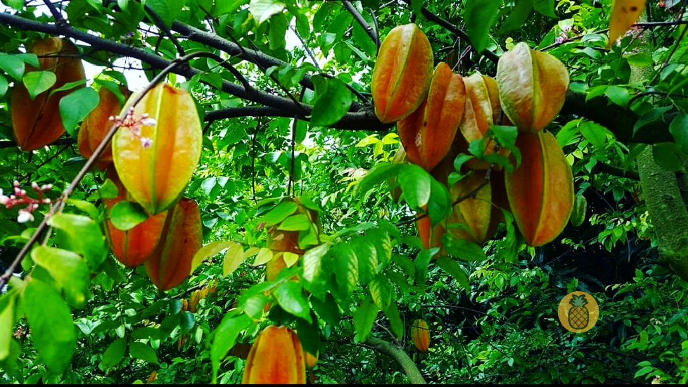 proses pembuahan yang terjadi pada tanaman belimbing