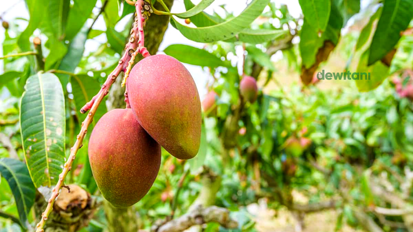 cara menanam mangga dalam pot