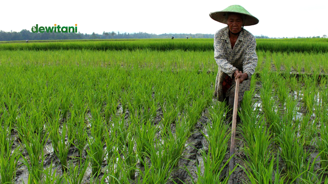 alat-alat tradisional pertanian bali