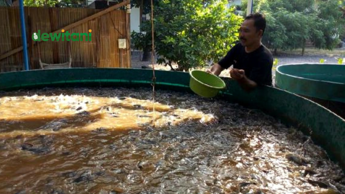 cara membuat fermentasi pakan lele bioflok