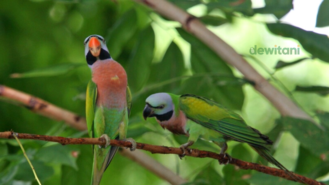 jenis-jenis burung betet