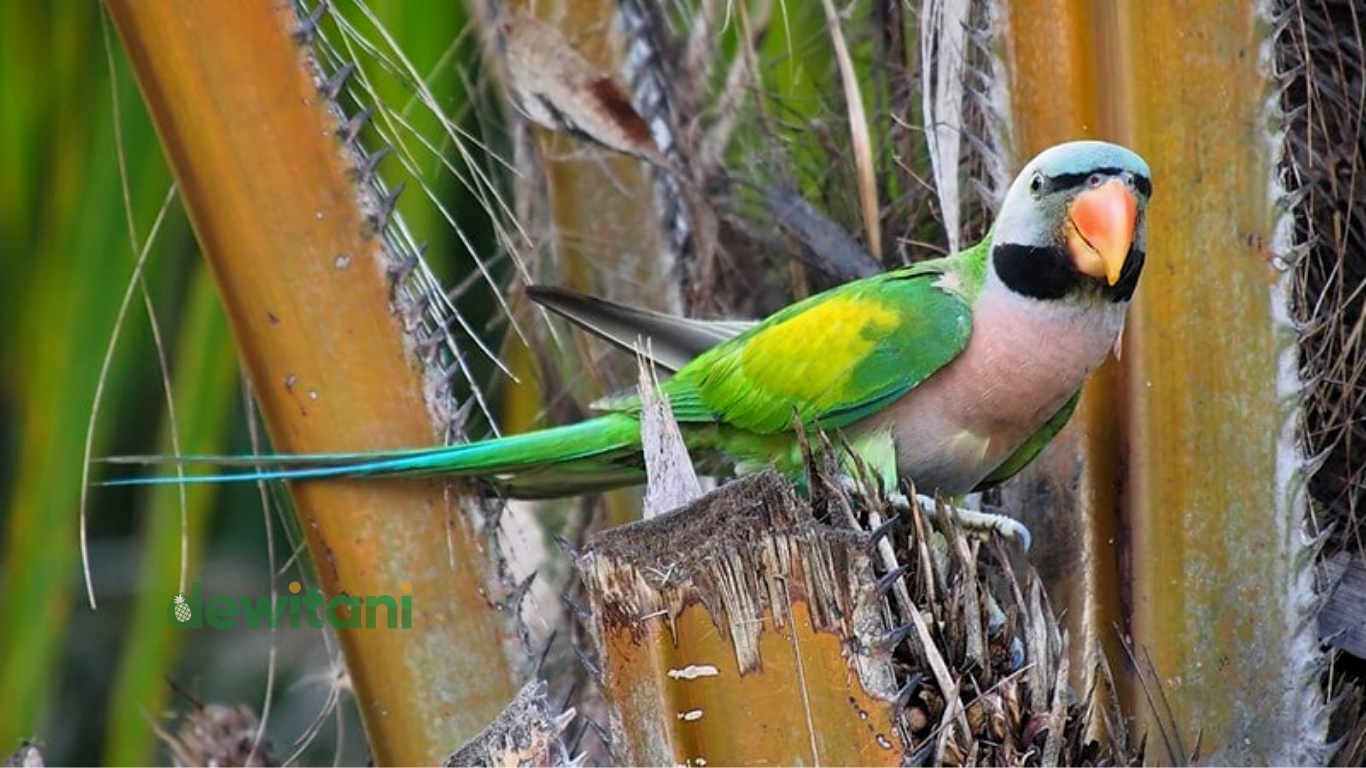 harga burung betet terbaru