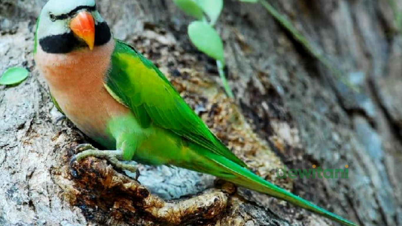 makanan burung betet terbaik saat ini