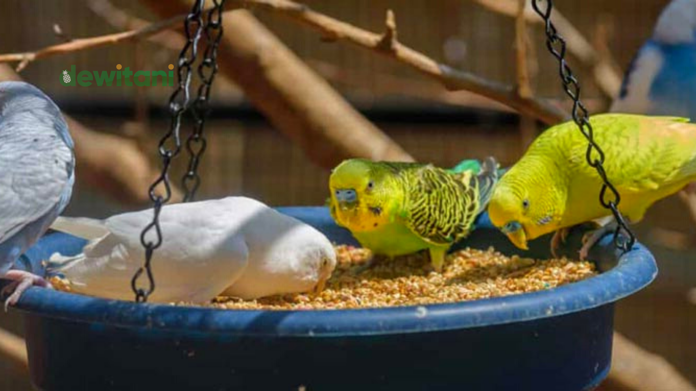 makanan burung parkit pada waktu rontok bulu dan berkembangbiak