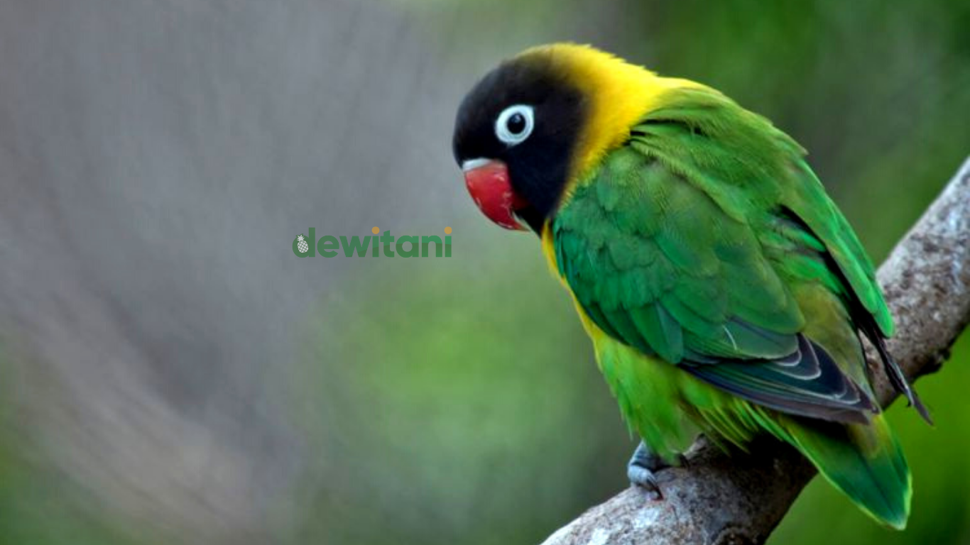 kebiasaan hidup dan pakan alami lovebird di alam liar