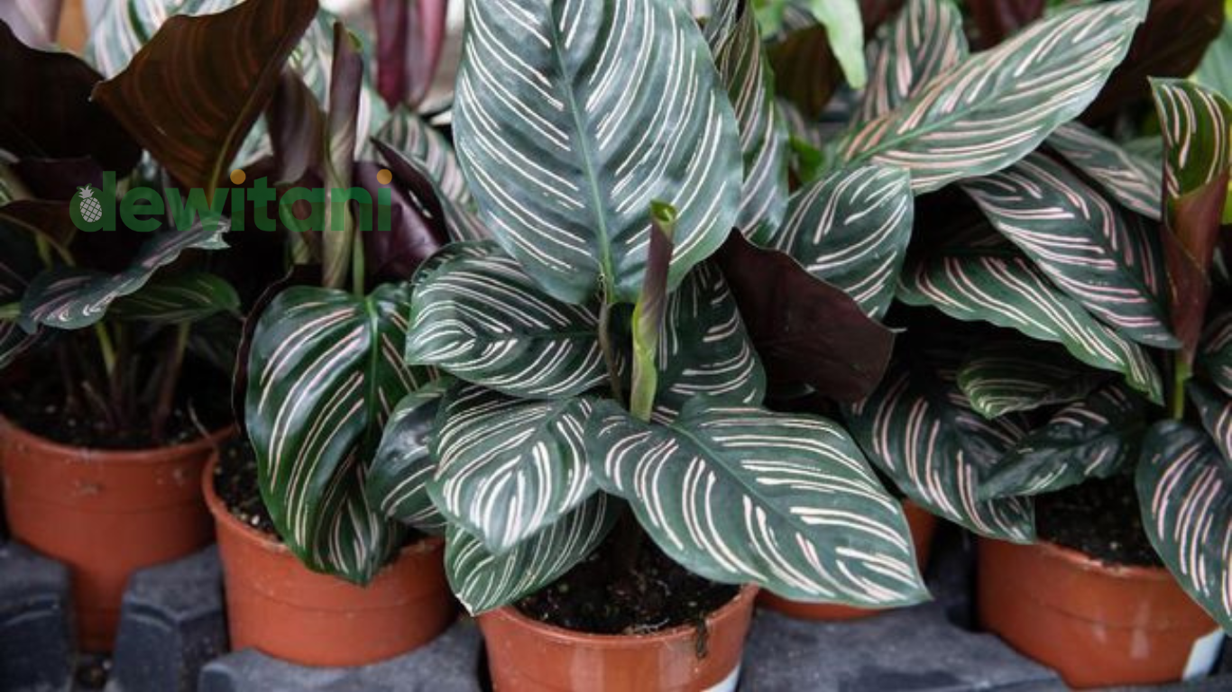 Cara Merawat Calathea Ornata