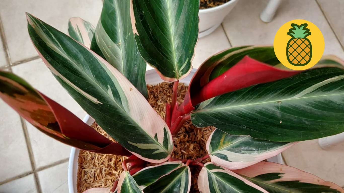 Masing bingung, Inilah Cara Merawat Calathea Multicolor