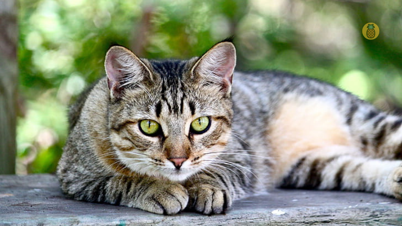 kucing american shorthair