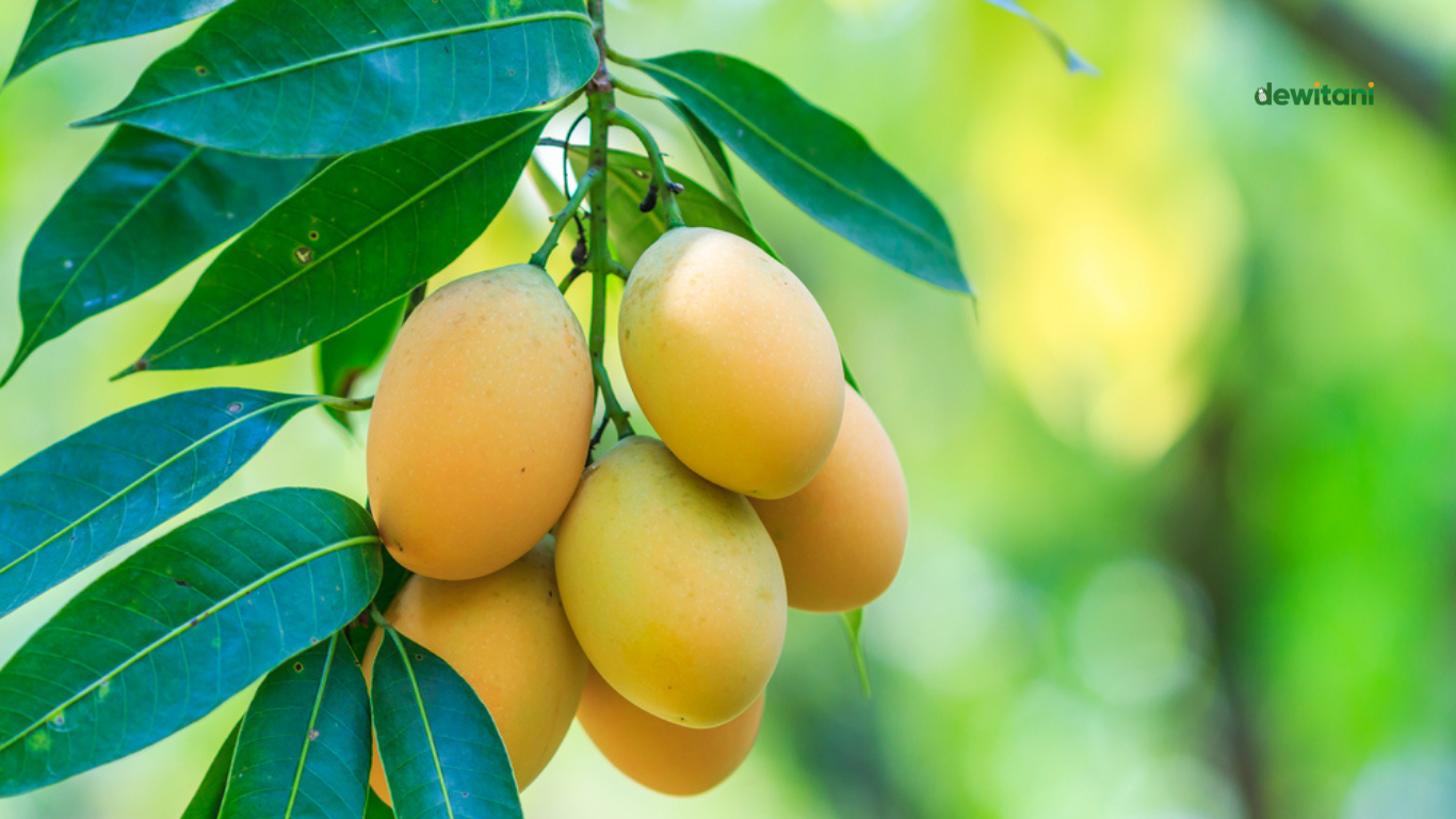 cara memaksa mangga berbuah