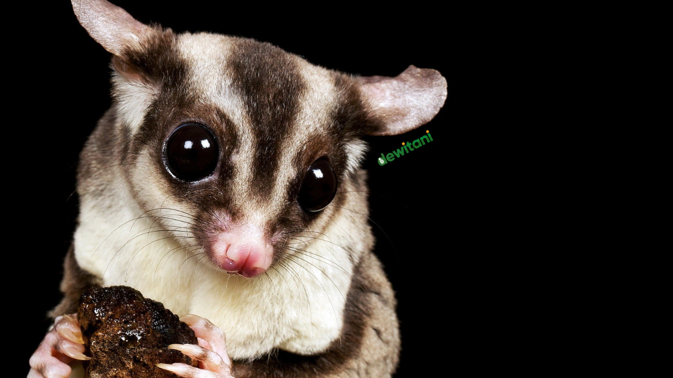 fakta menarik sugar glider