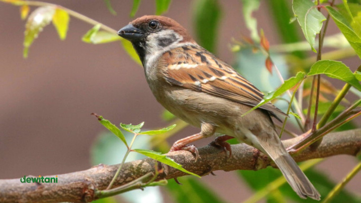 makanan burung gereja