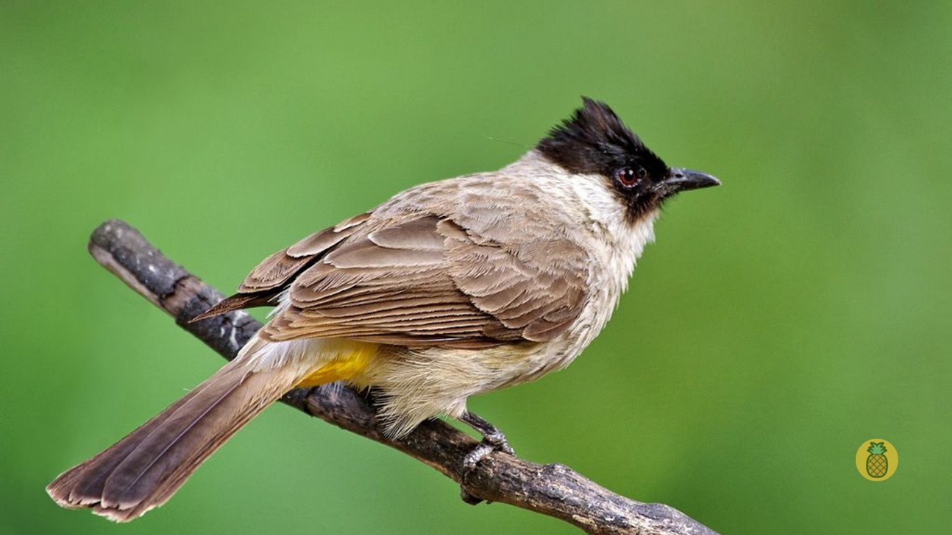 merawat burung kutilang