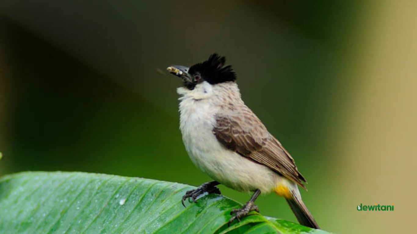 makanan burung kutilang