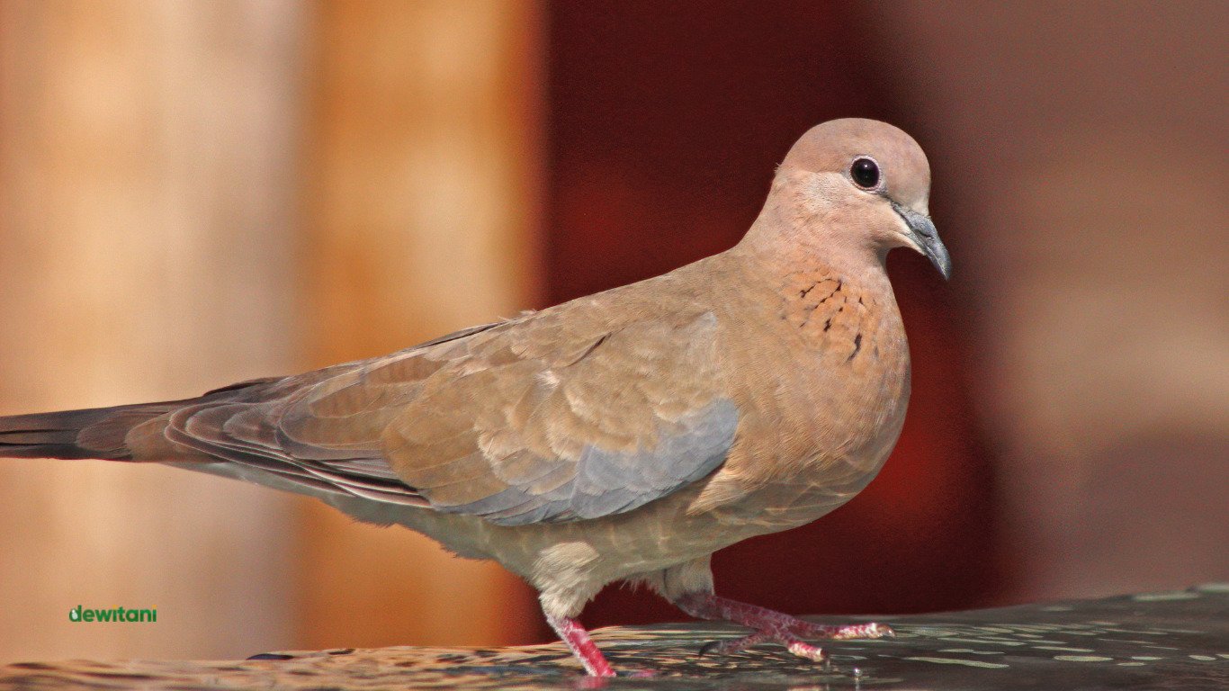 arti mimpi burung perkutut