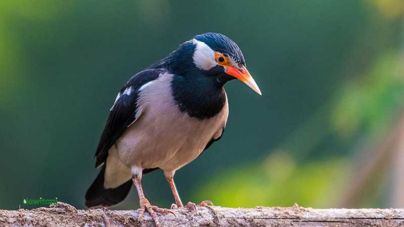 jenis burung jalak suren