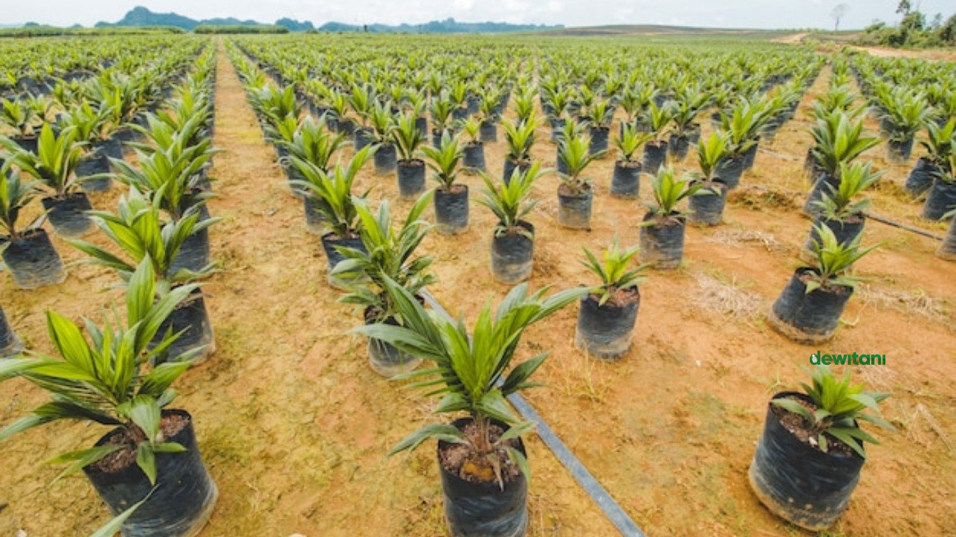 cara pembibitan kelapa sawit