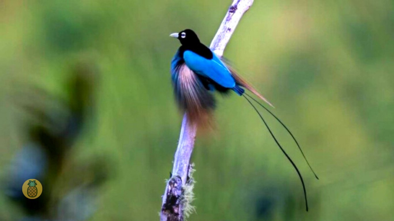 burung cendrawasih biru